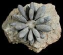 Spectacular Fossil Club Urchin - Morocco #4768-3